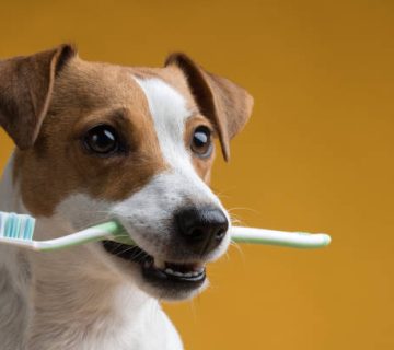 dog with a toothbrush in his mouth on a yellow background