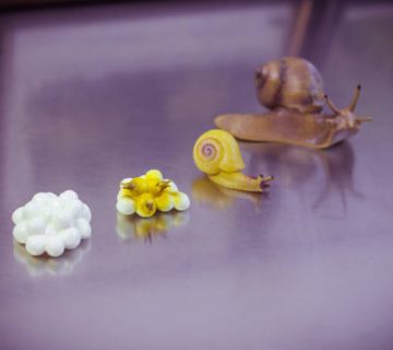 the birth and maturation of a snail snail development stages 1